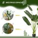 Árbol de Plátano Artificial PE, Tela HOMCOM Árbol de Plátano Artificial PE, Tela HOMCOM Verde