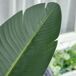 Árbol de Plátano Artificial PE, Tela HOMCOM Árbol de Plátano Artificial PE, Tela HOMCOM Verde