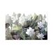 Fotografia Impresa Cristal Serie Nenufares Fotografia Impresa Cristal Serie Nenufares Verde