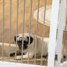 Barrera para Mascota MDF, Acero PawHut Barrera para Mascota MDF, Acero PawHut Blanco