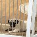 Barrera para Mascota MDF, Acero PawHut Barrera para Mascota MDF, Acero PawHut Blanco