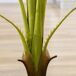 Planta Artificial PEVA, PE, PP, Cemento Planta Artificial PEVA, PE, PP, Cemento Verde