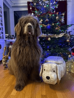 Tamborete animal com arrumação DOGGY Veludo Creme