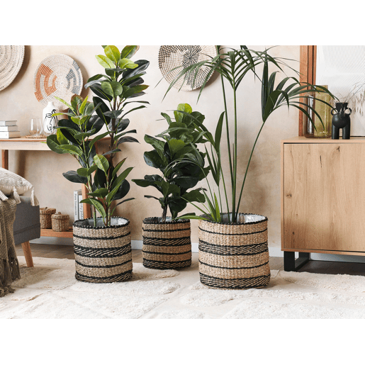 Conjunto de 3 vasos para plantas RASBORA Alga 353127 cm Preto
