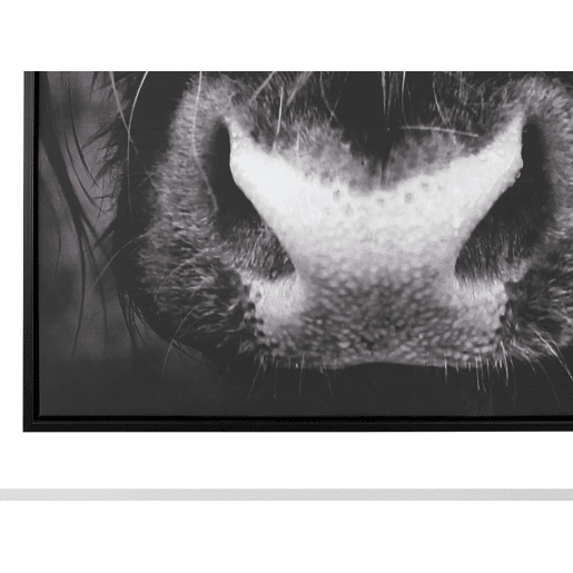 Tela GALEATA Motivo animal 63 x 99 cm Preto