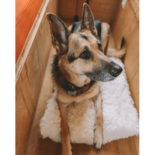 Cama para animais de estimação ERGANI Veludo Laranja