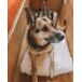 Beliani Cama para mascotas ERGANI Beliani Cama para mascotas ERGANI Naranja