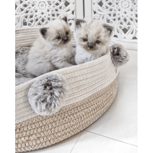Cama para animais de estimação ORTACA Algodão Creme claro