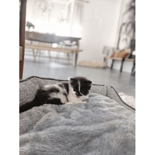 Cama para animais de estimação CANDIR Linho Cinzento