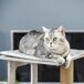 Árbol para Gato Aglomerado de Madera, Felpa y Yute PawHut Árbol para Gato Aglomerado de Madera, Felpa y Yute PawHut Gris
