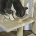 Árbol para Gato Tablero Madera Aglomerado, Felpa y Sisal PawHut Árbol para Gato Tablero Madera Aglomerado, Felpa y Sisal PawHut Beige