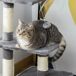 Árbol para Gato Aglomerado de Madera, Peluche, Sisal PawHut Árbol para Gato Aglomerado de Madera, Peluche, Sisal PawHut Gris