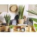 Beliani Planta artificial SNAKE PLANT Beliani Planta artificial SNAKE PLANT Verde