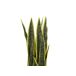 Beliani Planta artificial SNAKE PLANT Beliani Planta artificial SNAKE PLANT Verde