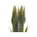 Beliani Planta artificial SNAKE PLANT Beliani Planta artificial SNAKE PLANT Verde