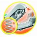 Motosierra Alligator GK1000 Motosierra Alligator GK1000 Multicolor