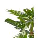 Beliani Planta artificial PLANTA MONSTERA Beliani Planta artificial PLANTA MONSTERA Verde