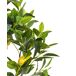 Beliani Planta artificial Árbol Limonero Beliani Planta artificial Árbol Limonero Verde