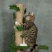 Árbol para Gato Aglomerado de Madera, ABS, Yute PawHut Árbol para Gato Aglomerado de Madera, ABS, Yute PawHut Verde