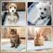 Empapadores para Perro Tela no Tejida PawHut Empapadores para Perro Tela no Tejida PawHut Azul
