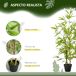 Bambús Artificiales PE, PP Outsunny, hogar - decoración Bambús Artificiales PE, PP Outsunny, hogar - decoración Verde