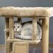 Árbol para Gato Aglomerado de Madera, Felpa PawHut Árbol para Gato Aglomerado de Madera, Felpa PawHut Marrón