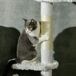Árbol para Gato Aglomerado de Madera, Felpa, Sisal PawHut Árbol para Gato Aglomerado de Madera, Felpa, Sisal PawHut Blanco