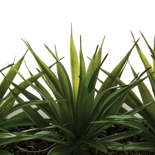 WELL HOME - Centro decorativo com 3 plantas de Aloe Vera Alt.17cm WELL HOME - Centro decorativo com 3 plantas de Aloe Vera Alt.17cm