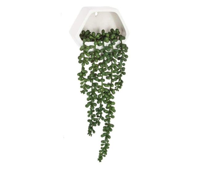 Well home - planta colgante de pared contemporánea