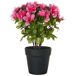 Beliani Planta artificial NOVELLA Beliani Planta artificial NOVELLA Rosa