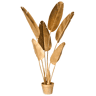 Dourado