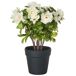 Beliani Planta artificial NOVELLA Beliani Planta artificial NOVELLA Blanco/ Verde