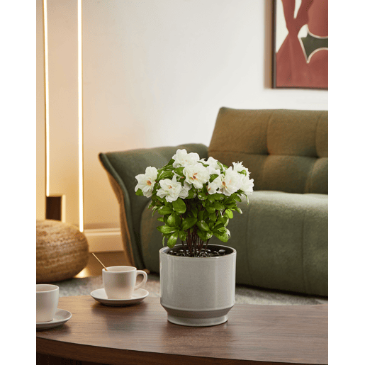 Planta artificial NOVELLA 36 cm Branco