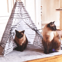 Tenda Tenda para Animais de Estimação Well Home 56x56x74cm