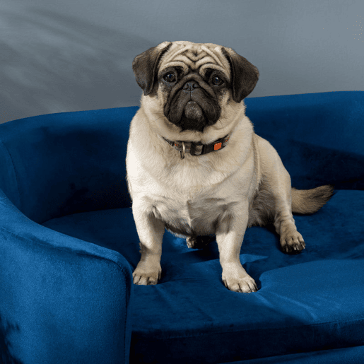 PawHut Sofá para Cães Pequenos Cama Elevada para Cães com Pés de Madeira Almofada Removível e Capa Lavável Carga 10 kg 86x55x33 cm Azul