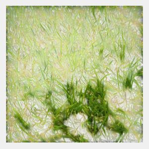 Rolo De Relva| 1X5M (Comprimento X Largura)| Grossura 18MM| Macio| Fofo| Jardim Ar Livre| Tipo Sintético